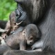 Gorilla Zwillinge geboren im Zoo von Arnhem