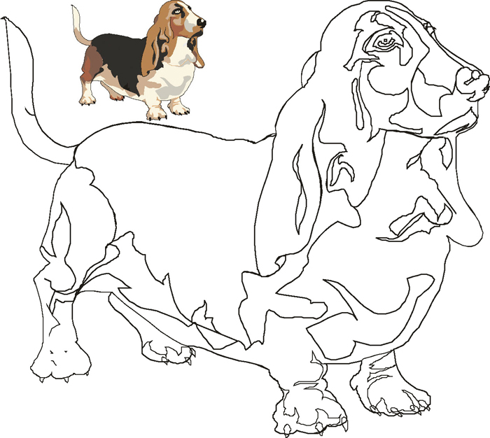 Basset