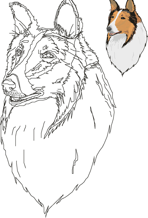 Collie