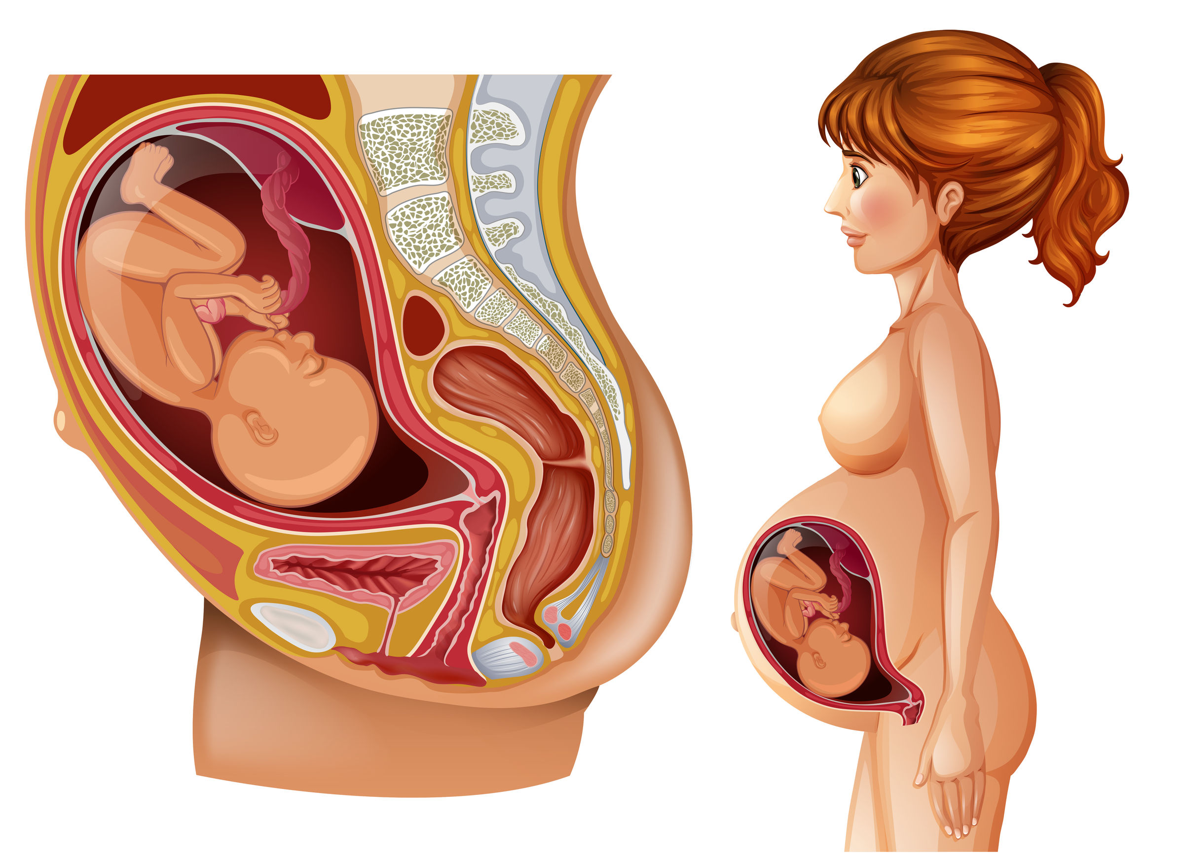 Анатомия беременной женщины