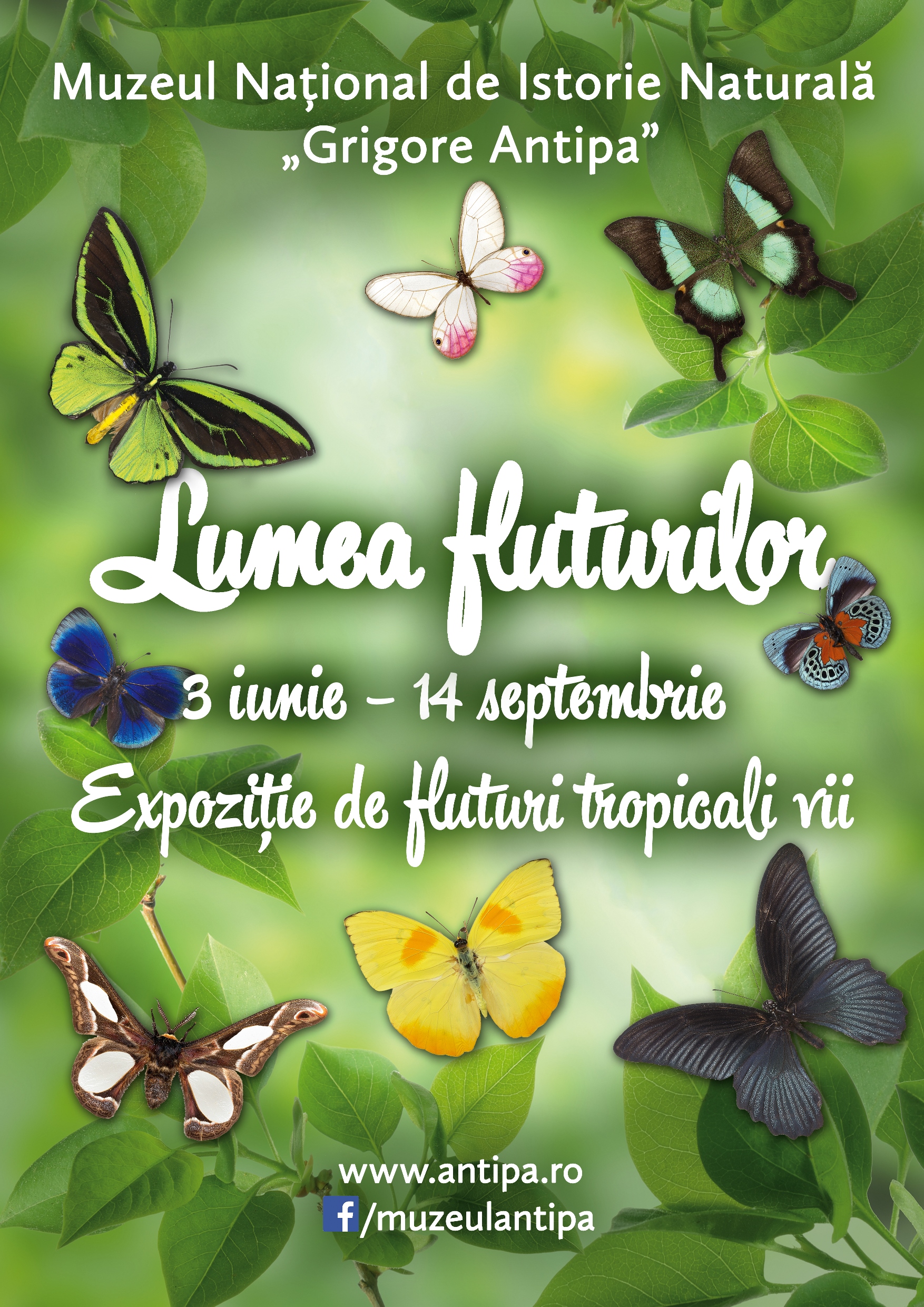 Lumea Fluturilor Te Așteaptă Până Pe 14 Septembrie Revista Baby